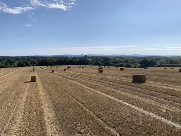 Straw Bales in a field