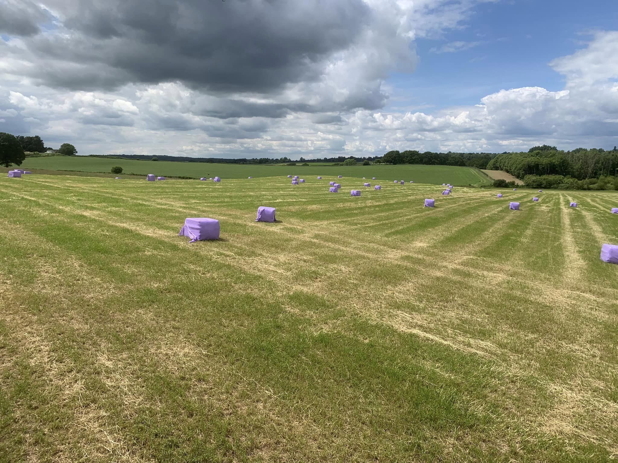 One of our haylage fields